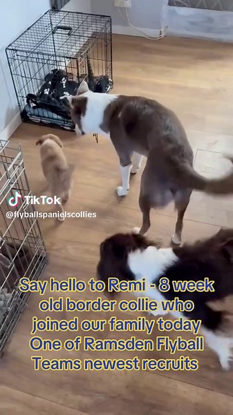 Say hello to Remi a 8 week old Border Collie who joined our pack today. He has been good so far and using outside for toilet and also has been playing tuggy to. Louie absolutely loves him and won’t leave him alone. One of Ramsden Flyball Teams newest recruits. #bordercollie #bordercolliepuppy #flyball #sportdog #8weeksold @Ramsden Flyball Team