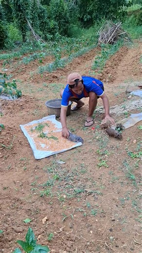 These unique animals are eating corn in the sun #uniqueanimals #cuteanimals
