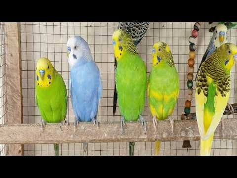 12 Hours of Non-Stop Cheerful Budgies! Enjoy the cutest moments of these playful parrots all day