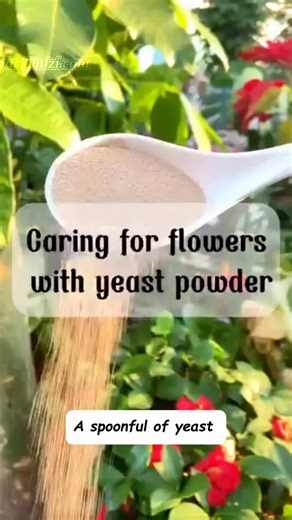 🥄 A spoonful of yeast can be a secret magic trick for your garden! It helps plants grow faster, enriches the soil, and adds natural nutrients your garden will love. 🌱✨ Don’t forget to Like & follow for more gardening inspiration and practical growing tips! #gardenizi #gardening #gardenlife #fertilizer #gardeningtips #gardeninghacks #organicgardening #greengarden #diygarden | Gardenizi
