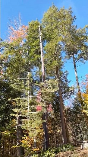 Topping a tall hemlock tree, look out below!