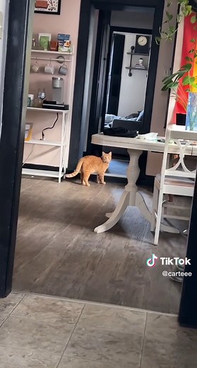 Crazy Orange Cat Behavior Compilation