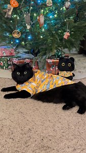 Busy day with Little Kole. 🎄 Thanks to all who ordered their Kole plushes! There are 8 days left to get your Little Kole. Got word we have enough preorders to ship, so grab yours before they’re gone forever! @freshbakeddonuts 🐈‍⬛🎅 link in bio 🎄 . . . #christmasfun #shenanigans #stuffedanimals | Katsrkole