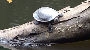 44 reactions · 14 shares | Australia is home to about 23 species of freshwater turtle. Although some populations of native freshwater turtles are thriving, in many places they are declining because of the combination of hazards mainly due to human impacts such as plastic bags, netting and habitat destruction. #turtles #reptiles | Find My Australia | Facebook