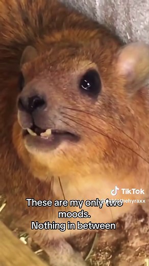 Understanding Hyrax Behavior: Mood Variations and Sounds