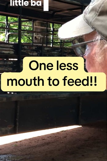 Farmer sells a Bull & is happy about one less mouth to feed #funny #laugh #farming #farmer #cow