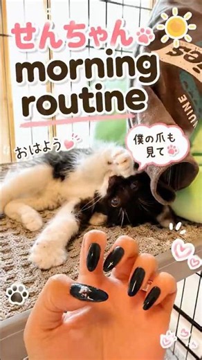 生後2ヶ月子猫のモーニングルーティン☀️🐈‍⬛みんなの猫ちゃんもご飯隠しますか？😂#子猫#猫のいる暮らし#保護猫 #morningroutine#猫#モーニングルーティン