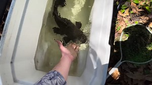 Weird alien fish that actually clean the pond