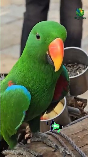 “The Colorful World of Parrots | Nature’s Talking Wonders in 4K” #parrotday #birdworld