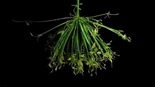 Papyrus Plant, Green, Flora