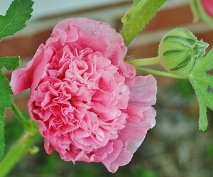 How to Grow Hollyhock From Seed