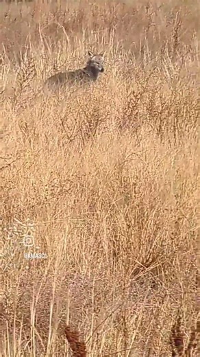 the sounds of the urban coyote #coyote #coyotehunting #wildlifephotography #wildlifeshorts