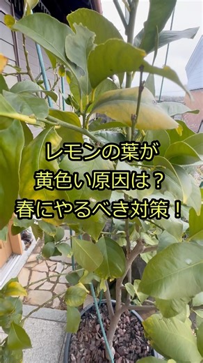 きっと良い Garden｜身近な材料でエコ菜園造り on Instagram: "レモンの葉が黄色い原因は？春にやるべき対策！ 2025年3月中旬 @kittoyoigarden 📌 45ℓ鉢のリスボンの葉が黄色に…！ 🔍 考えられる原因は？ ・葉の裏に小さな黒い点々 → ハダニの可能性！ ・カイガラムシも発見！ ・マグネシウム不足 の可能性も！ 🌱 今すぐできる対策！ ✅ マグネシウム補給 → 苦土石灰 大さじ3杯 を鉢の縁にまく ✅ 害虫対策 → 重曹オイルスプレー を葉の表裏＆枝にたっぷり散布 💡 重曹オイルスプレーの作り方は保存してキャプションチェック！ 🔹 重曹オイルスプレーの作り方 🔹 📍 原液の作り方 1️⃣ ペットボトルに 植物油200ml を入れる 2️⃣ 重曹 大さじ1杯(15ml) を加える 3️⃣ ヤシノミ洗剤(1.25ml) を加え、よく混ぜる 📍 スプレーの作り方 1️⃣ 原液を沈殿がなくなるまで よく振る 2️⃣ 水500mlに原液 小さじ5杯 を加える 3️⃣ スプレーボトルに入れて 完成！ #レモン #葉が黄色 #家庭菜園 #害虫対策 