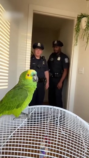 This Parrot Has a Death Wish - 1172674461417488 | Extraordinary Animals | Facebook