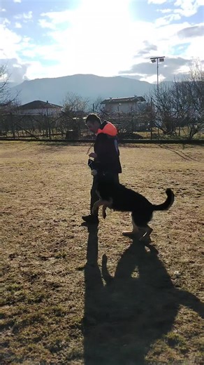 Training Your German Shepherd: Essential Tips and Techniques