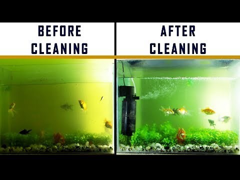 HOW TO : DIY EASY FISH TANK & FILTER CLEANING