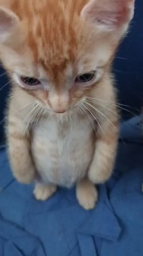Gattini: Video dei Gattini e Loro Avventure