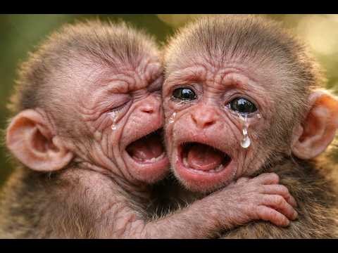 Newborn Monkey’s First Cry for Milk and Warmth 🍼🐒 | Leo Monkey