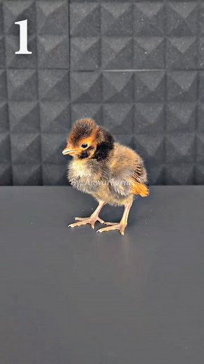 526K views · 9.5K reactions | chicken transformation | Syahril Anwar | Facebook