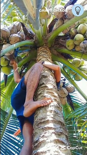 The process of harvesting fresh coconut