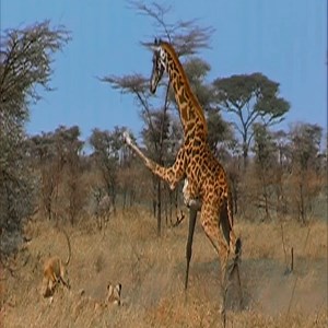 A giraffe kick can kill a lion | Tangkhul Connect