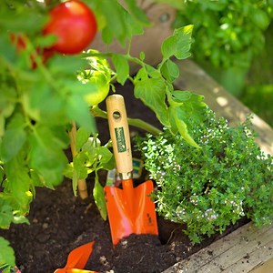 19K views · 154 reactions | Une main verte pour des tomates bien rouges ? Dites-nous toutes vos petites astuces et secrets pour entretenir et cuisiner vos tomates ! | botanic® | Facebook