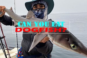 Can You Eat Dogfish? It Safe to Eat?