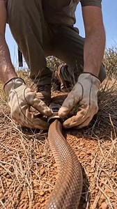 Coastal Taipan’s Eye View Inside a Hidden Wild Territory 🐍A tiny micro-camera explores the secret world of the Coastal Taipan, a highly venomous and fast-moving snake. Watch how this powerful predator moves through grasslands and forests while guarding its hidden territory.