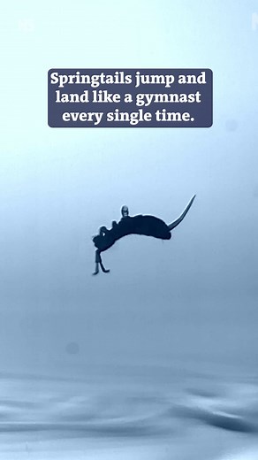 How Springtails Always Land Safely: Unveiling the Jumping Mystery