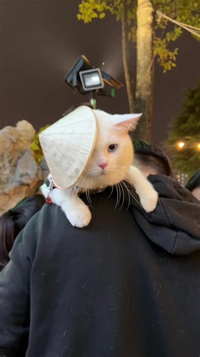 Game nuôi mèo offline vui nhộn