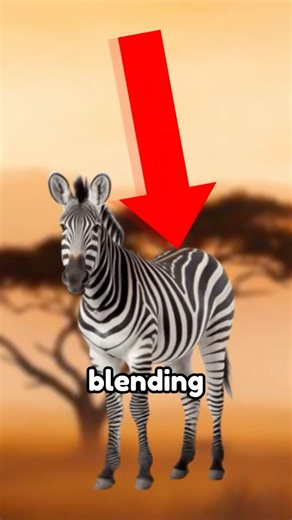 The Real Reason Zebras Are STRIPED