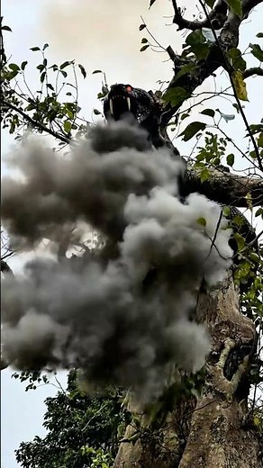 Giant Tree Serpent Spirit Caught on Camera?! 🐍🌳 | Mysterious Forest Creature! #ScaryVideo