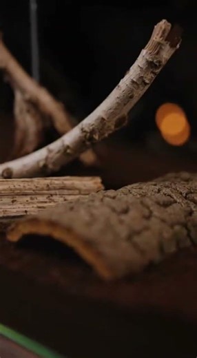 Building a Tarantula Terrarium: Step-by-Step Guide #tarantula #petcare #arachnid