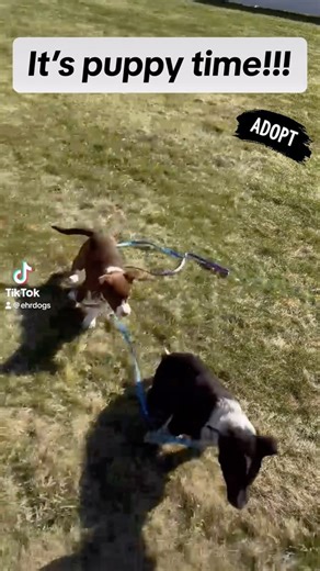 76 reactions · 26 shares | MORE CUTE PUPPIES! Starsky, Lucy, and Tubbs are active sibling cattle dog mixes who absolutely love to play! Could you be their #fureverfamily? Apply today at EHRdogs.org #adoptabledogs #opttoadopt #eleventhhourrescue #rescuedogsofinstagram #adoptingsaveslives | Eleventh Hour Rescue | Facebook