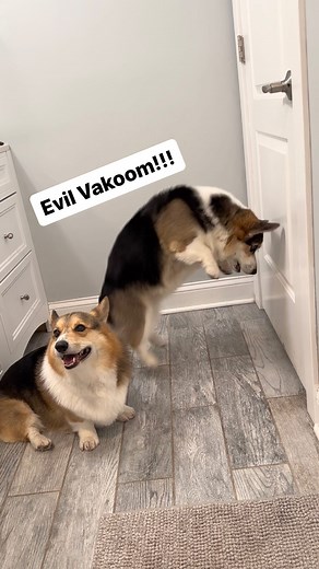 @graffitithecorgi will not rest until the evil vakoom is nowhere near. Must protecc da house!! 😤 Meanwhile Brady be like: 🥱 here we go again. #sillydogs #corgis #dogslife #corgisgonnacorg #corgiaddict | Brady the Tri-Colored Corgi