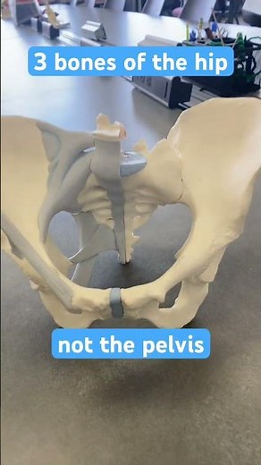 The 3 hip bones! Ilium, ischium, and pubis. #anatomy #hip #bones #medicine #nursing
