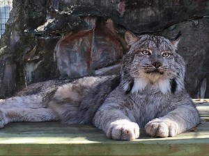 59K views · 4.9K reactions | Gilligan Calling: I just love the sound...