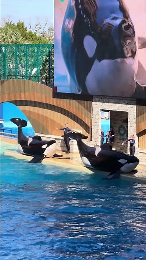 Orca Encounter: Killer Whale Presentation at SeaWorld in Orlando, Florida | December 2025