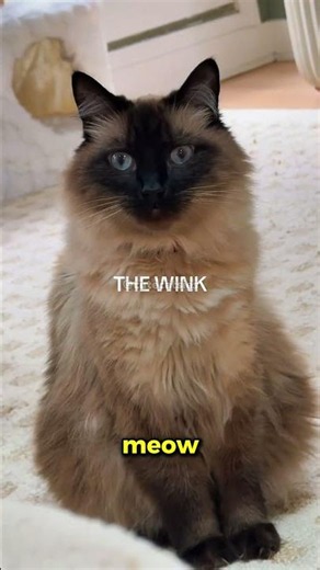 The Most Talkative Cat Ever 😂 #shorts #viral #cat #cute