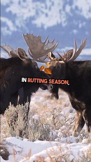 how to prevent elk attack? #hunting #animals