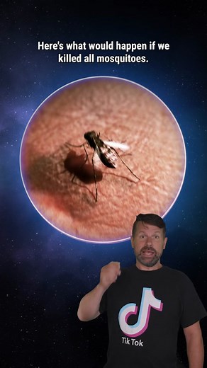 How would killing all mosquitoes change the world? #learnontiktok #tiktokpartner #mosquitoes #bugs #summer #gross
