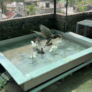 পুকুরে খেলছে বাচ্চা ম্যান্ডারিন হাঁস গুলো | Jongli Ornof