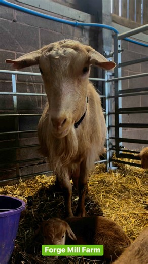 Triplets born at Forge Mill Farm just in time for Mother’s Day! Come and visit them this weekend 🎉❤️ | Sandwell Valley Country Park