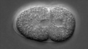 58K views · 359 reactions | Life in action: These are real embryonic...