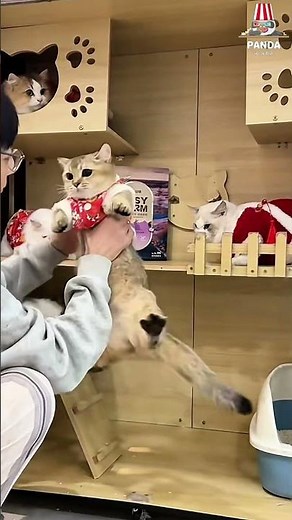 I love kissing my cats because they love affection so much.😜😁#cat #Pets #funny