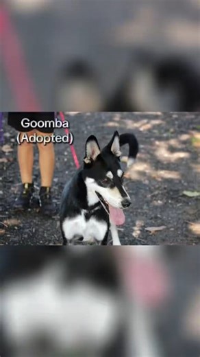 5.3K views · 149 reactions | October was full of happy tails and hopeful hearts - let’s make November even better! Volunteers at Wakulla Animal Shelter #adoptdontshop #wakullashelter | Wakulla County Animal Adoption Center | Facebook