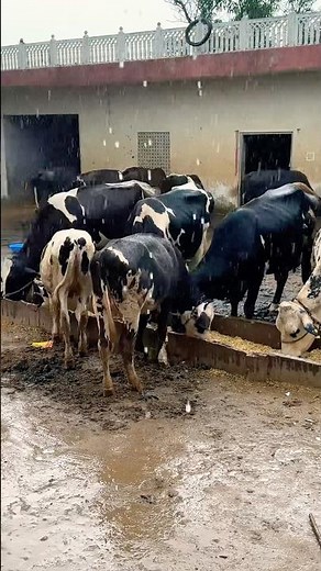 Inside Yadav Dairy Farm: The Rise of India's Largest Dairy Empire