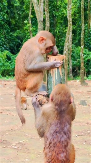 Curious monkey eating from bamboo! 🐒