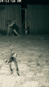 Dog fights with a creepy creature ☠️ #horror