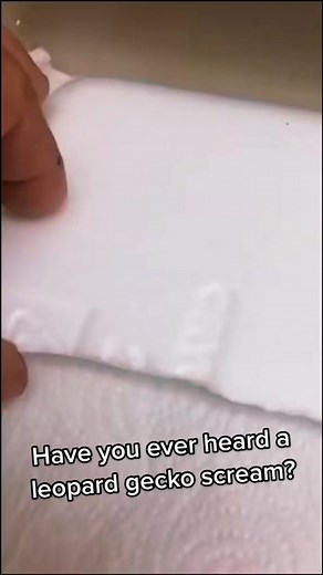 Leopard Gecko Screaming: What Does a Leopard Gecko Sound Like?